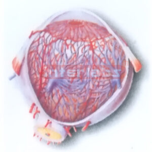 BLOOD VESSELS MODEL OF EYEBALL Exporter & Medical Laboratory