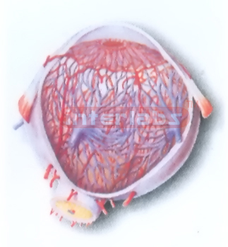 BLOOD VESSELS MODEL OF EYEBALL Exporter & Medical Laboratory