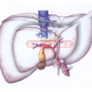 PLATE HANGING LIVER MAIN ARTERY AND VEIN MODEL Exporter & Ed