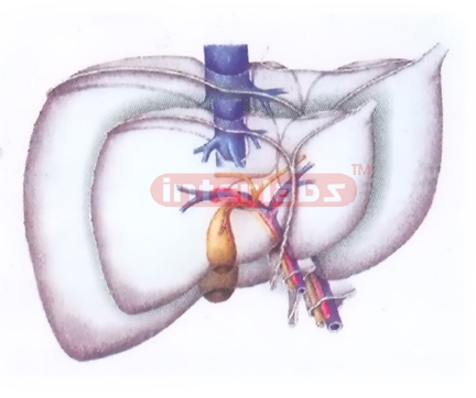 PLATE HANGING LIVER MAIN ARTERY AND VEIN MODEL Exporter & Ed