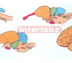 HANGING COMPARING VERTEBRATE BRAINS Exporter & Educational L