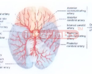 HANGING HUMAN CEREBRAL ARTERY DISTRIBUTION MODEL Exporter &