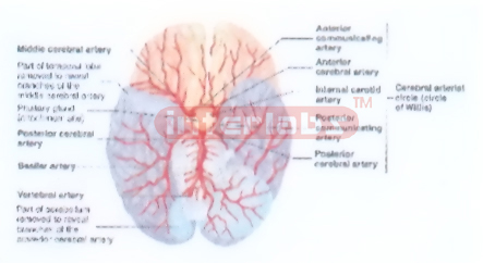HANGING HUMAN CEREBRAL ARTERY DISTRIBUTION MODEL Exporter &