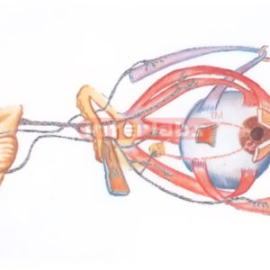 THE NERVES OF THE ORBIT (LATERAL ASPECT) Exporter & Educatio