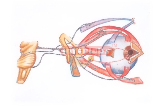 THE NERVES OF THE ORBIT (LATERAL ASPECT) Exporter & Educatio