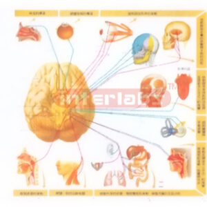 HUMAN BRAIN NERVE SERIES AND MAJOR FUNCTION MODEL Exporter &