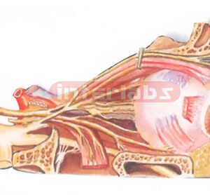 NERVES MODEL IN THE ORBIT (LATERAL ASPECT) Exporter & Educat