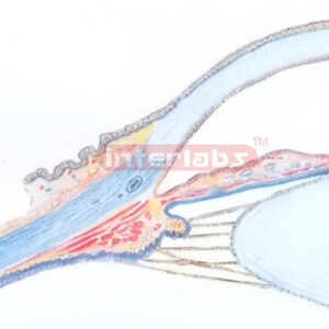 HUMAN HORIZONTAL SECTION IN EYE FRONT Exporter & Educational