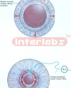 HANGING HUMAN CONSTRICTING AND DILATING MODEL OF THE PUPIL O