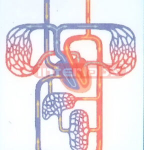 HANGING HUMAN BLOOD CIRCULATION COLLECTION Exporter & Medica