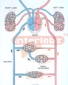 HANGING HUMAN BLOOD CIRCULATIONAL DEMONSTRATION MODEL (A TYP