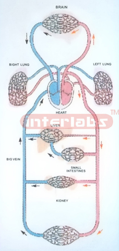 HANGING HUMAN BLOOD CIRCULATIONAL DEMONSTRATION MODEL (A TYP
