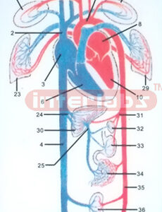 HANGING HUMAN BLOOD GENERAL  PLAN OF THE CIRCULATION Exporte