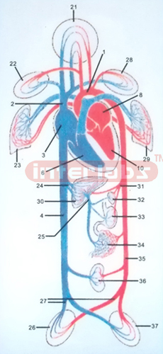 HANGING HUMAN BLOOD GENERAL PLAN OF THE CIRCULATION Exporte