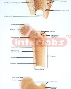 HANGING HUMAN BONE STRUCTURE DEVELOPMENT MODEL Exporter & Ed