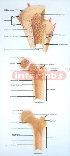 HANGING HUMAN BONE STRUCTURE DEVELOPMENT MODEL Exporter & Ed