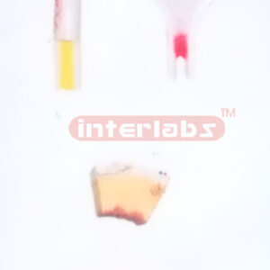 HUMAN BONE STRUCTURE COLLECTION MODEL Exporter & Educational