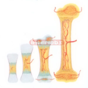 HANGING. THE GROWTH PROCESS OF BONE MODEL Exporter & Educati