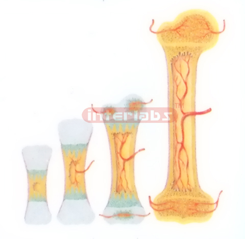 HANGING. THE GROWTH PROCESS OF BONE MODEL Exporter & Educati
