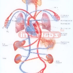 HANGING HUMAN BLOOD CIRCULATIONAL FUNCTION MODEL Exporter &