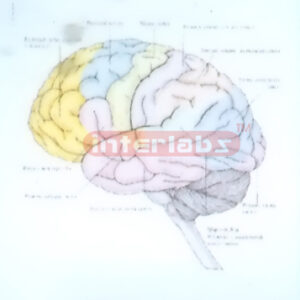 HANGING HUMAN BRAIN ACTING UNDER GLUCOSE Exporter & Educatio