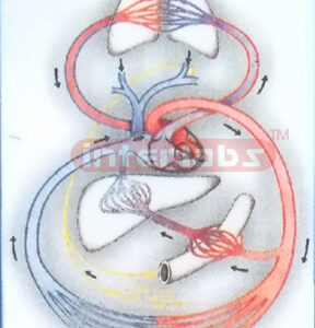 HANGING HUMAN BLOOD CIRCULATION MODEL Exporter & Medical Lab