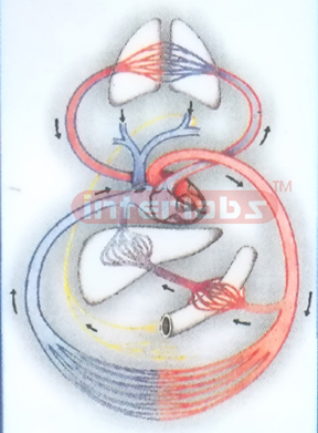 HANGING HUMAN BLOOD CIRCULATION MODEL Exporter & Medical Lab