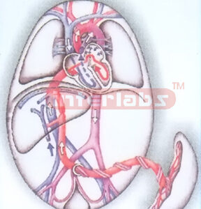 HANGING HUMAN FOETAL BLOOD CIRCULATION MODEL Exporter & Medi