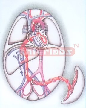 HANGING HUMAN FOETAL BLOOD CIRCULATION MODEL Exporter & Medi
