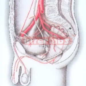 HUMAN MALE PELVIS MODEL SHOWING MAIN ARTERY Exporter & Educa