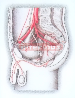 HUMAN MALE PELVIS MODEL SHOWING MAIN ARTERY Exporter & Educa