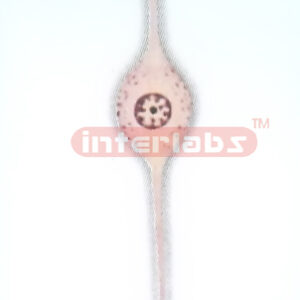 ADVANCED HUMAN BIPOLAR NEURON HANGING MODEL Exporter & Educa