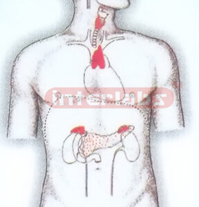HANGING HUMAN ENDOCRINE SYSTEM MODEL Exporter & Educational