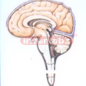 HANGING CEREBROSPINAL FLUID CIRCULATION MODEL Exporter & Edu