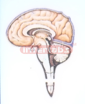 HANGING CEREBROSPINAL FLUID CIRCULATION MODEL Exporter & Edu