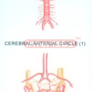 HANGING HUMAN CEREBRAL ARTERIAL CIRCLE MODEL Exporter & Educ