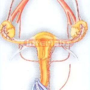 PLATE-HANGING FEMALE GENITAL ULTERUS SYSTEM Exporter & Educa