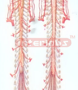 HANGING ARTERIES MODEL OF SPINAL CORD Exporter & Educational