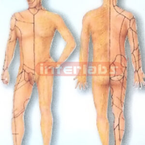 HUMAN SIDE AUTONOMIC SYSTEM MODEL Exporter & Educational Lab