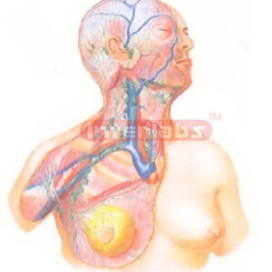 THE LYM PHATIC VESSELS AND THE LYMPH NODES OF THE DEEP CERVI