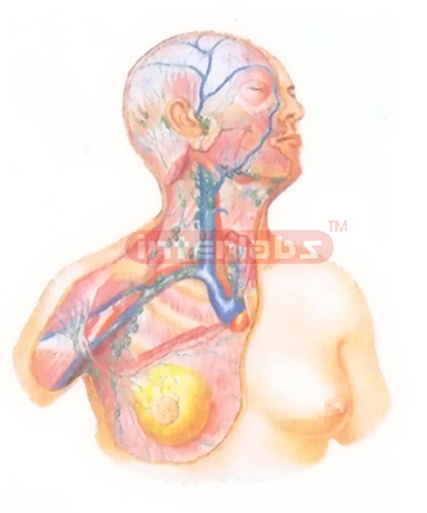 THE LYM PHATIC VESSELS AND THE LYMPH NODES OF THE DEEP CERVI
