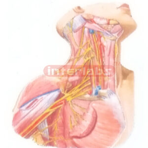 BLOOD VESSELS AND NERVES OF THE NECK REGION AND THE AXILLA R