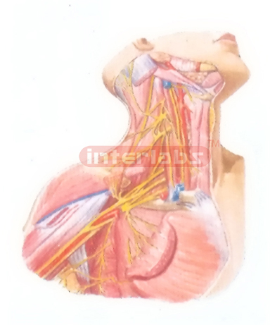 BLOOD VESSELS AND NERVES OF THE NECK REGION AND THE AXILLA R