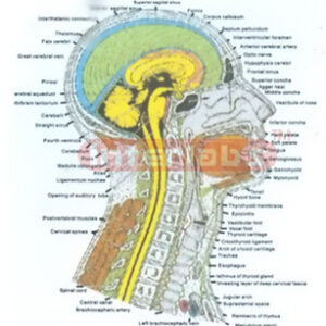 HUMAN SAGITTAL SECTION OF THE HEAD AND NECK MODEL Exporter &