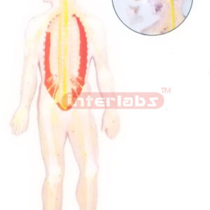 HUMAN COMPOSITIVE SKELETON  & NERVES SYSTEM