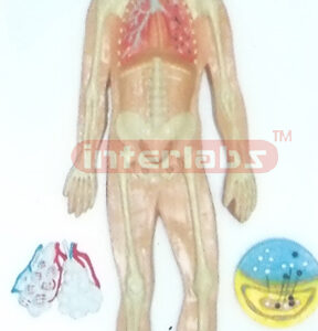 HUMAN RESPIRATORY CIRCULATION SYSTEM