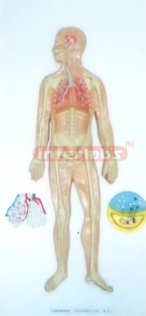 HUMAN RESPIRATORY CIRCULATION SYSTEM