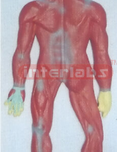 HUMAN MUSCULAR SYSTEM