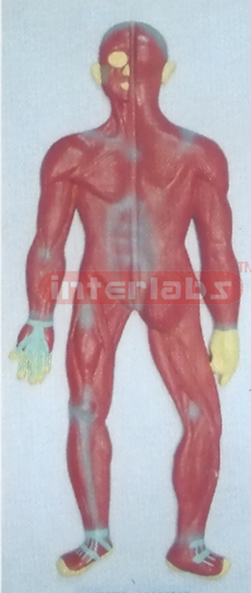 HUMAN MUSCULAR SYSTEM