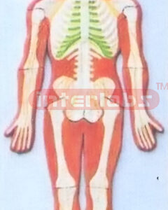 SPINAL CORD IN THE SPINE CANAL MODEL WOODEN PLATE Manufacturers and Suppliers From Ambala India